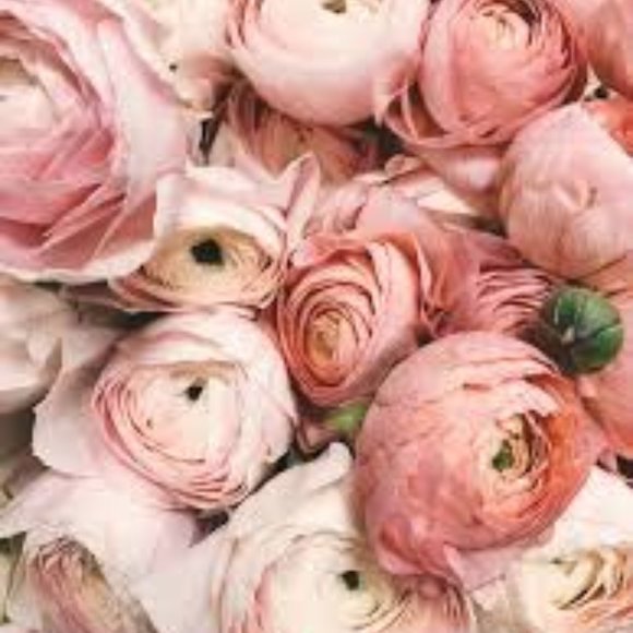 Meet your Posher, Sharon - Picture 1 of 1